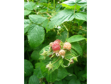 11.07.2015 P7110073.JPG