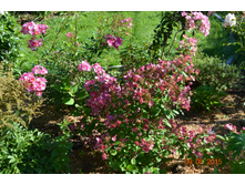 ������ � ��������� �����������