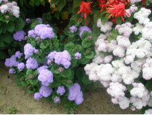 �������� 16.08.2015 P8160224.JPG