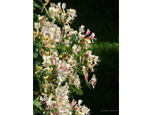 ��������� ���������.110