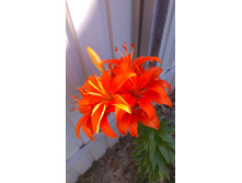 ���� 2015�.