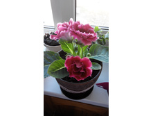 ��������� ��������