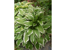 ����� �������������� 130