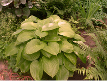 ����� ����������� 150