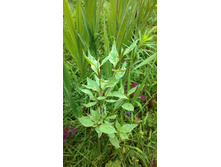 ���� �����, 100 �.