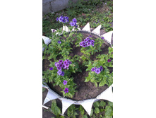 ���� 2015�.