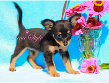 �.� �������