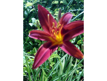 �������� ������� (1).jpg