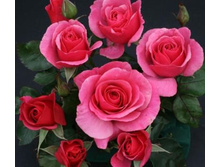 Justice of the Peace.JPG