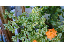 ���� �����������