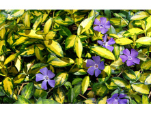 �������� ����� �����������-120