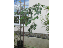 ����� ������� 1900