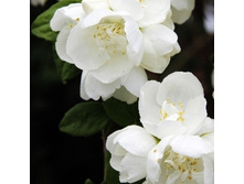 �������� ��������� ���������-144