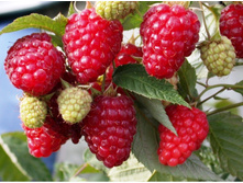 ������ ����������-130�.jpg