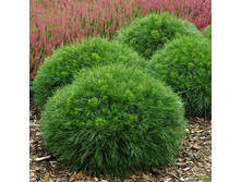 ����� mugo Varella 20-25cm C2,4-22,00.jpg