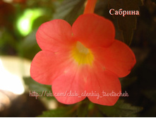 ������� -40 �.