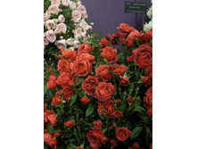 Hot Chocolate-12,95  ����� 90��-22,68