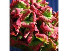 ��������� �������� ���� 467�