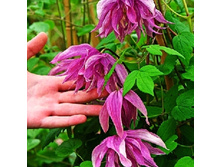 �������� ����� ����-229