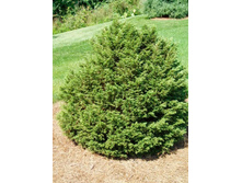 ����� canadensis Jaqueline Verkade 20-25cm C3-23,94.jpg