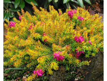 ����� Whisky-2,76