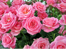 Queen Elizabeth-10,8.jpg