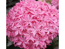 ��������� �������-265�