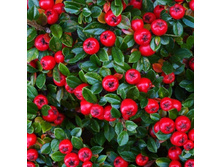 ��������� ����� �����-121