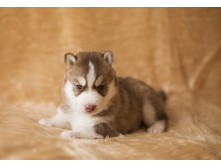 №2 �������