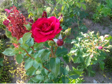 IMG 20150624 172014.jpg