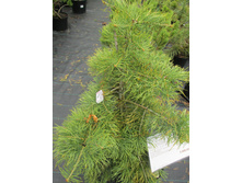 ����� ����������� ���������� 5900