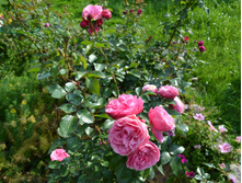 DSC 0929.JPG