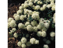 Ledum (���������) groenlandicum Helma 20-30�m �4-2,82