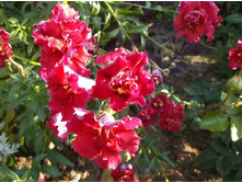 ������� ���