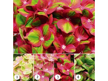 ��������� �������� �������� 243�