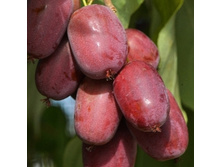 ��������� �������� ������ (������� ���)-222