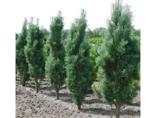 ����� sylvestris Fastigiata 40-50cm Co-7.5-32,84.jpg