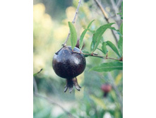 ������ ������ 'Eight Ball'