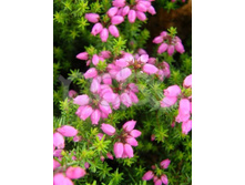 ����� Summer Gold-2,21