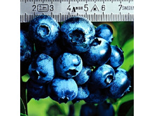 �������� �������-164