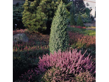 ������������ com. Sieben Steinhauser 30-40cm C5-14,40.jpg