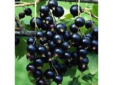 ��������� ������ �������-143