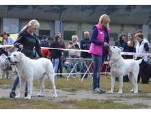 ������ ������