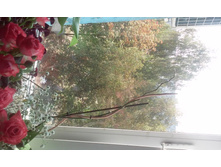 25 �������� 2015