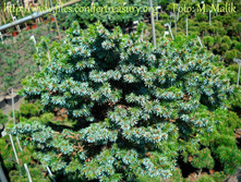 ��� omorika Pimpf 15-20cm Co-3-20,45.jpg