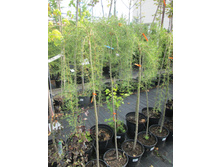 �������� ������1900