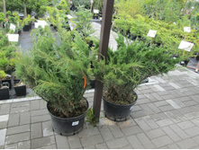 ����������-��� ������ ���� ���� ������ ��� ����� ���� ��� 3900