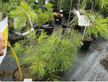 �.����.������� 2500