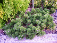 ����� mugo Krauskopf 25-30cm Co-5-33,38.jpg