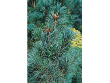 ����� parviflora Bonsai 30-40cm Co-5-40,02.jpeg